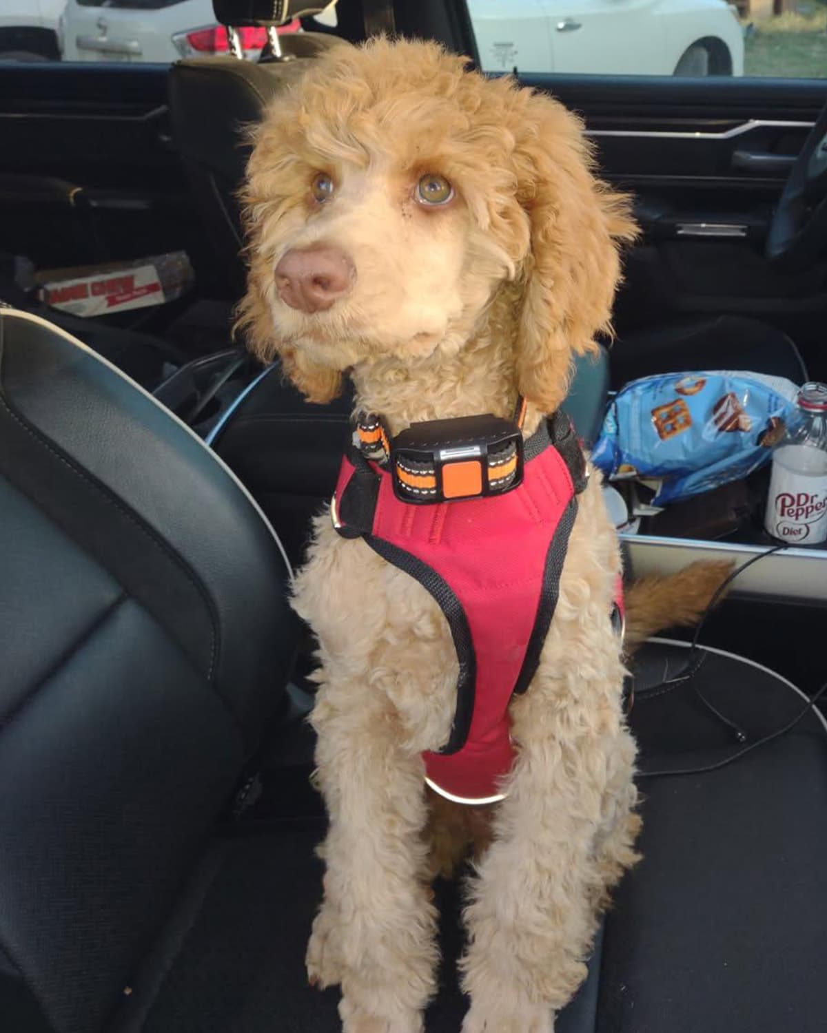 Charlie, our standard poodle who takes his job very seriously